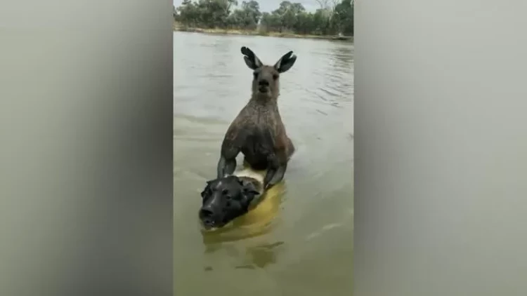 Kenquru iti boğmaq istədi - VİDEO