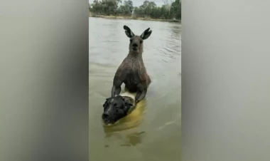 Kenquru iti boğmaq istədi - VİDEO