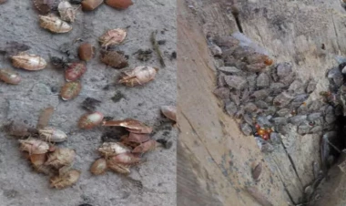 Zaqatala və Balakənə kütləvi böcək hücumu - VİDEO - FOTO