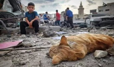 Müharibə sadəcə insanlara ziyan vurmur - Qəzzadan yeni FOTOlar