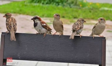 Bakıda sərçələr buna görə yoxa çıxıb - Səbəb bəlli oldu