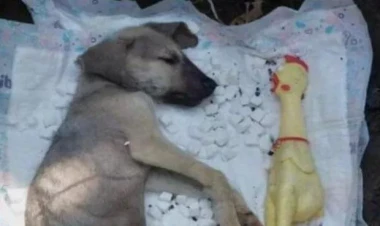 Zaqatalada iti şəkər yediyi üçün döyüb öldürdülər - FOTO