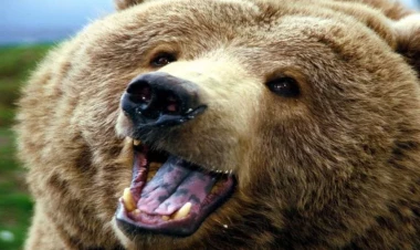 Qaxda ayı rayon sakininə hücum çəkdi