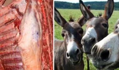 Azərbaycanda kolbasa-sosiska istehsalında at və eşşək ətindən istifadə olunur