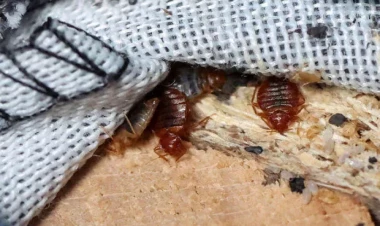 Taxtabitilərə görə 7 məktəb bağlandı