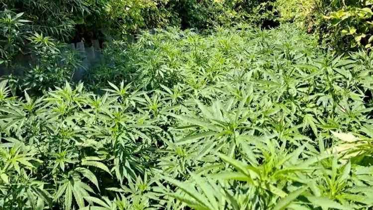 Xocalıda da yeni narkotik plantasiyası aşkarlandı