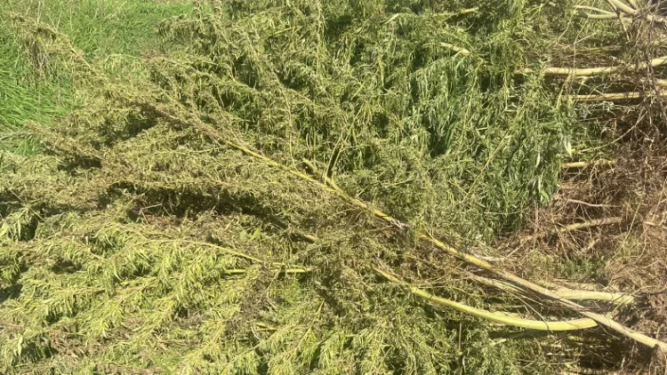 Ağdamda 10 hektara yaxın narkotik plantasiyası aşkarlandı - FOTO