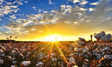 Azərbaycanda yeni komitə yaradıldı