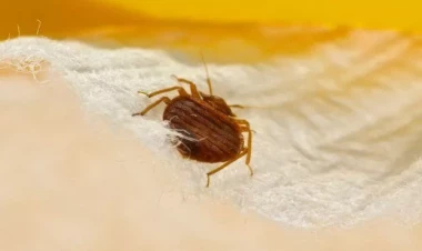 Bu ölkəni gənələr bürüdü: Hökumət təcili toplanır