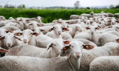 Qoyunlar marixuana plantasiyasını bütünlüklə otlayıblar - FOTO