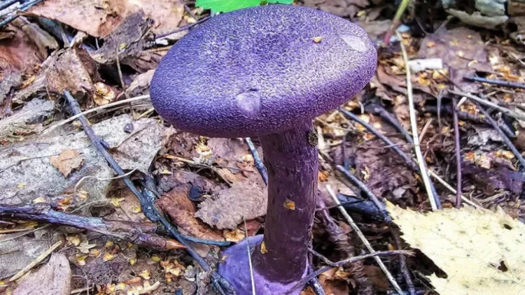 Bu göbələkləri yığanlar 9 il həbs olunacaq