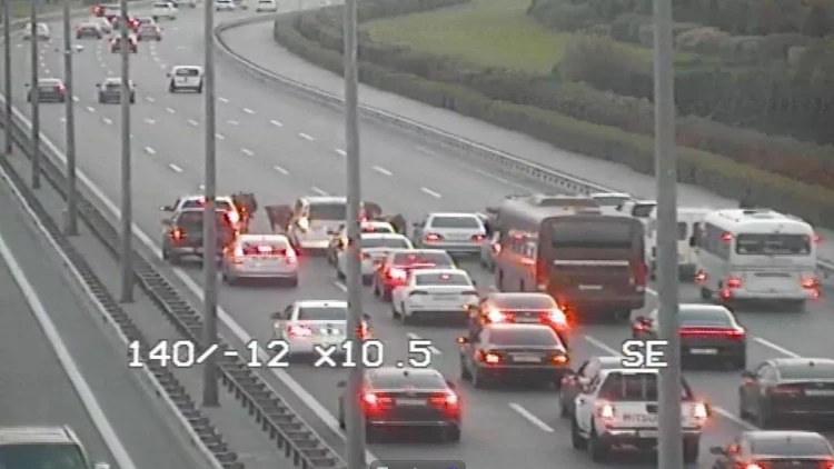 Bakıda iribuynuzlu heyvanlar yola çıxdı