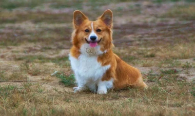 İt bir kiloqram daş yedi - FOTO