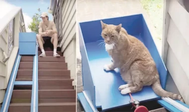 Pişik üçün lift düzəltdi - FOTO