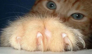 Heyvanlardan keçən xəstəliklər - Pişik cırmaqlaması da təhlükəlidir!