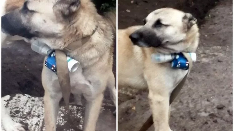 Qanunsuz əməllərinə heyvanları alət edirlər - ATƏT-dəki daimi nümayəndə