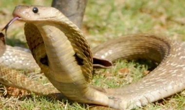 Kobra qadını saatlarla dua etməyə məcbur etdi