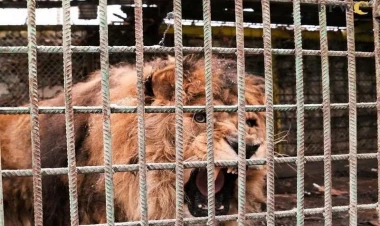 Ermənilərin uzun illər baxımsız şəraitdə saxladığı şir vətəninə göndərildi - VİDEO