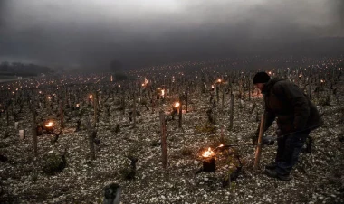 Güclü külək və dolu üzüm bağlarını məhv etdi