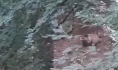 Göygöl Milli Parkında boz ayı inəyi parçaladı - ANBAAN VİDEO