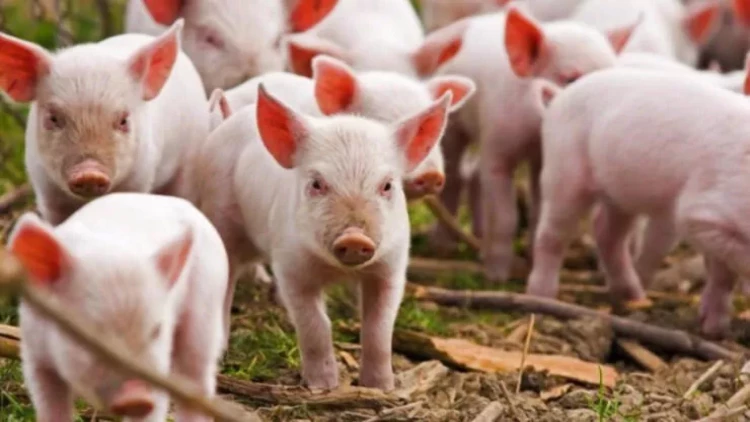 Bu ölkədə son 31 ildə ilk dəfə donuz taunu aşkarlandı