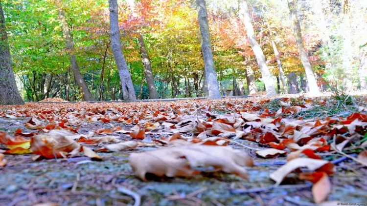 Payızda infeksiyalardan qorunmağın ən effektli yolu