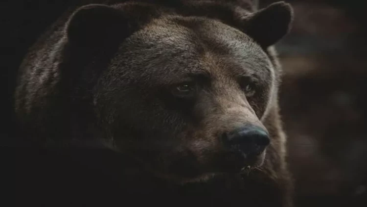 Ayı evə girib çarpayıda yuxuya getdi