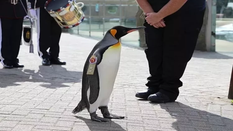 Pinqvinə general-mayor rütbəsi verildi