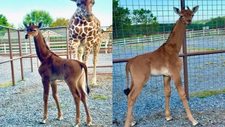 Ləkəsiz zürafə doğuldu - FOTO