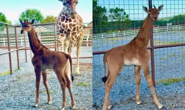 Ləkəsiz zürafə doğuldu - FOTO