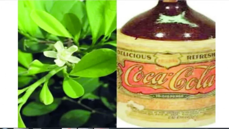 Koka ağacı və “Coca-Cola”