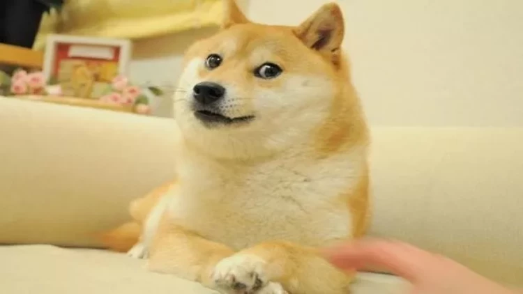 İnternetin ən çox mem hazırlanan iti Çems ölüb - FOTO