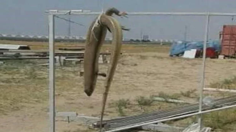 Bakıda tapılan nəhəng kərtənkələ öldürüldü - FOTO