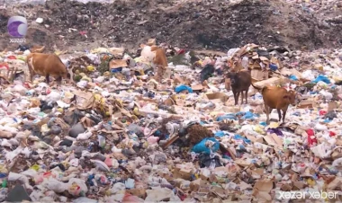 Göyçayın bu kəndində heyvanların örüş yeri belədir... - VİDEO