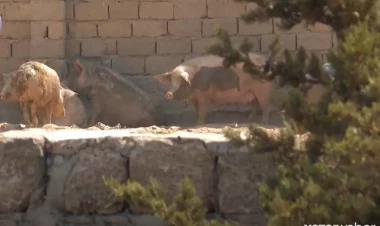 Ramana qəsəbəsi donuz saxlayanların məskəninə çevirilib - VİDEO