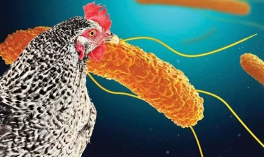 340 min toyuq məhv ediləcək - XƏSTƏLİYƏ GÖRƏ