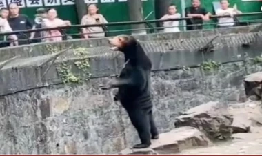 Zooparkdakı ayının görüntüləri diqqət çəkdi – Əsldir yoxsa süni?