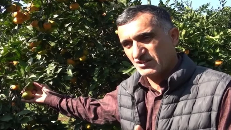 “Məhsulumuzu 30 qəpiyə belə alan yoxdur” - VİDEO - FOTO