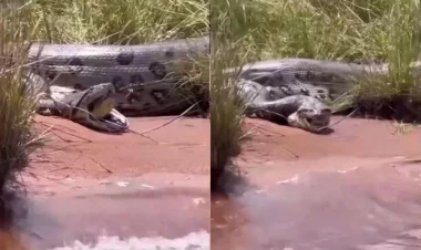 Anakonda öz cinsindən olan digər nəhəng ilanı udmağa çalışdı - VİDEO