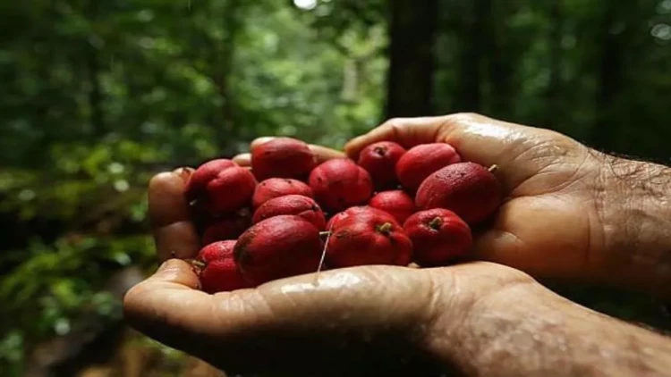 Bu meyvə xərçəngi kökündən BALTALAYIR - 24 saata...