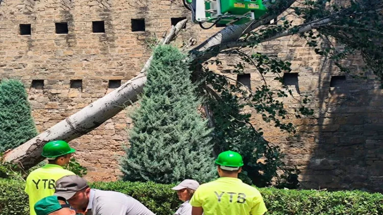 Filarmoniya bağında ağac aşıb - VİDEO - FOTO