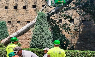 Filarmoniya bağında ağac aşıb - VİDEO - FOTO