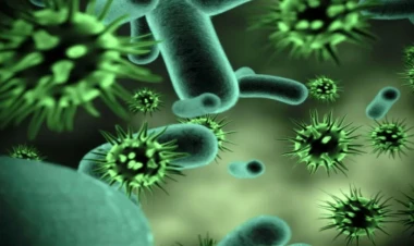 Bu da plastiklə qidalanan bakteriya