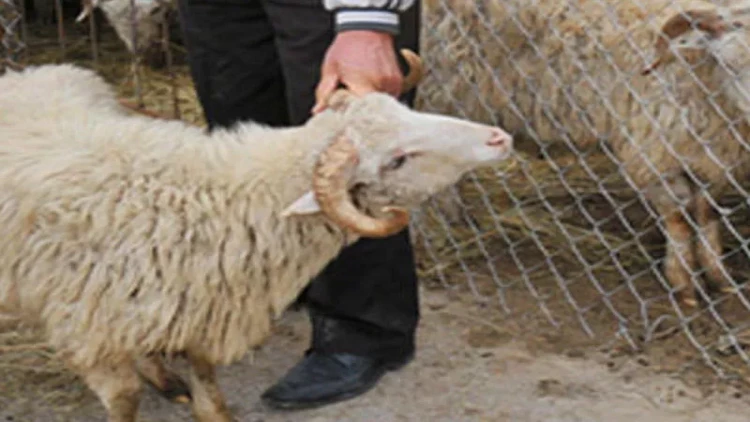 Xalq artisti səhnəyə qayıtdığı üçün qurban kəsdilər - VİDEO