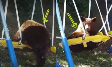 Parkı boş gördükdən sonra oynamağa gedən ayı balasının görüntüləri izləyənləri güldürdü - VİDEO