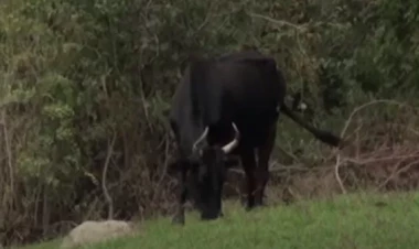 Astarada heyvan sahibini tapdalayaraq öldürdü... - VİDEO