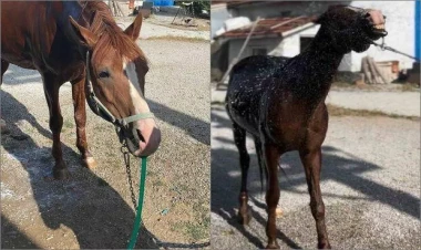 Şlanqı saman çöpü kimi istifadə edən atın görüntüləri hər kəsi güldürdü - VİDEO