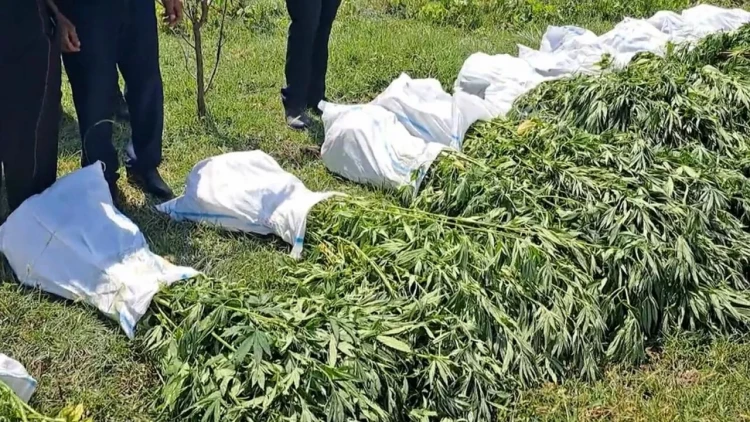 Zərdabda ƏMƏLİYYAT: sakininin həyətindən 13 kiloqram marixuana çıxdı - FOTO