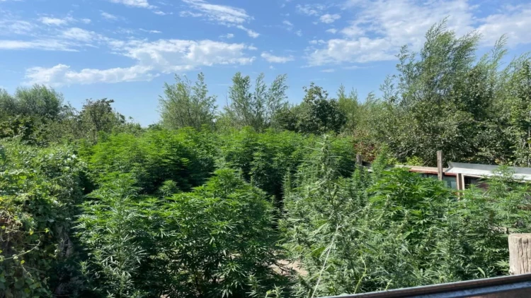 Sabirabadda narkotik tərkibli bitkilərin kultivasiyası ilə məşğul olan şəxslər saxlanılıb