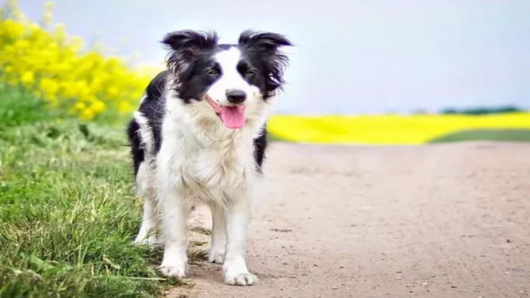 Rusiyada ev itlərini ilə bağlı qəribə qadağa